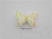 藏品(尺蛾325)的圖片